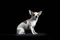 Brown and white chihuahua in black Royalty Free Stock Photo