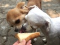 Brown and white Chihuahua puppy are licking cream and bread.