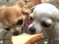 Brown and white Chihuahua puppy are licking cream and bread.