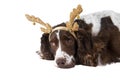 Brown and White Cocker Spaniel dog with Holiday Reindeer Antlers