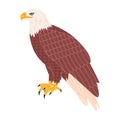 brown and white color bald eagle america national bird hunter predator wild nature carnivore animal