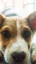 Brown and white color, Cute and small, Terrier mixed breed Indian friendly domestic dog with sad expression eyes gazing, waiting Royalty Free Stock Photo