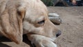 Brown white color female labrador retriever dog closeup Royalty Free Stock Photo