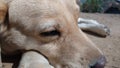 Brown white color female labrador retriever dog closeup Royalty Free Stock Photo