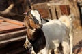 A Brown and white color pet Goat in Village.A Goat Tie with rope Royalty Free Stock Photo