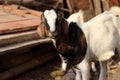 A Brown and white color pet Goat in Village.A Goat Tie with rope Royalty Free Stock Photo