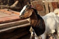 A Brown and white color pet Goat in Village.A Goat Tie with rope Royalty Free Stock Photo