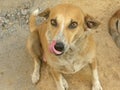 Brown and white color stray dog Royalty Free Stock Photo