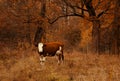 Brown and white colored cow standing near the autumn forest. Natural animalistic background