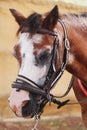 Brown and white colored  horse head in close up Royalty Free Stock Photo