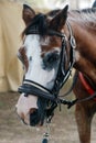 Brown and white colored  horse head in close up Royalty Free Stock Photo