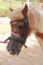 Brown and white colored horse or pony head in close up Royalty Free Stock Photo