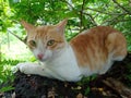 Brown and white colour cat sitting in compound wall with green colour background nature clousup photo Royalty Free Stock Photo