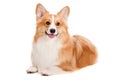 Brown and White Corgi Royalty Free Stock Photo