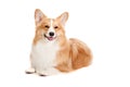 Brown and White Corgi Royalty Free Stock Photo