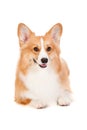 Brown and White Corgi Royalty Free Stock Photo