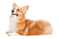 Brown and White Corgi Royalty Free Stock Photo