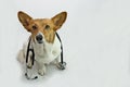 Brown and White Corgi with Black Stethoscope Royalty Free Stock Photo