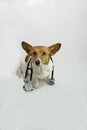 Brown and white corgi with stethoscope Royalty Free Stock Photo