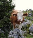 Brown and white cow with a beautiful golden bell around its neck grazes on alpine meadows in Austria along with its herd. Natural