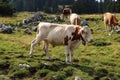 Brown and white cow with a beautiful golden bell around its neck grazes on alpine meadows in Austria along with its herd. Natural