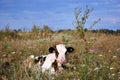 Brown and white cow calf laying on glade with flowers Royalty Free Stock Photo