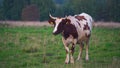 A brown with white cow chews grass in the meadow.