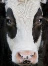 Brown and white Cow, close up Royalty Free Stock Photo