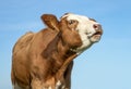 Brown and white cow does moo with stretched neck and mouth open