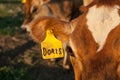 Brown Cow named Doris on Eartag Royalty Free Stock Photo