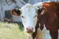 Brown and white cow eyes the camera Royalty Free Stock Photo