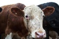 Brown and White Cow with flies on his nose Royalty Free Stock Photo