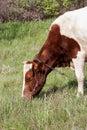 Brown and white cow grazes on a meadow in the village close-up Royalty Free Stock Photo