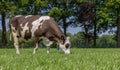 Brown and white cow grazing in a dutch landscape Royalty Free Stock Photo