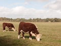 Brown and white cow grazing on green pasture field farm dairy Royalty Free Stock Photo