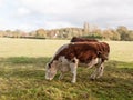 Brown and white cow grazing on green pasture field farm dairy Royalty Free Stock Photo
