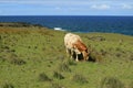 Brown and white cow grazing on the meadow by the Pacific ocean, Easter island, Chile, South America Royalty Free Stock Photo