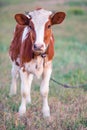 Brown-white cow grazing in a summer field Royalty Free Stock Photo