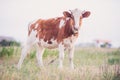 Brown-white cow grazing in a summer field Royalty Free Stock Photo