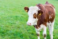 Brown and white cow on green grass field Royalty Free Stock Photo