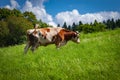 Brown-white cow in the green pasture