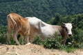 A brown and a white cow in the high grass Royalty Free Stock Photo