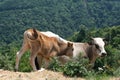A brown and a white cow in the high grass Royalty Free Stock Photo
