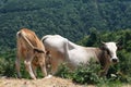 A brown and a white cow in the high grass Royalty Free Stock Photo