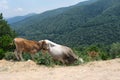 A brown and a white cow in the high grass Royalty Free Stock Photo