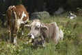 A brown and a white cow in the high grass Royalty Free Stock Photo