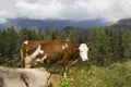 A brown and white cow in the high grass Royalty Free Stock Photo