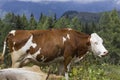 A brown and white cow in the high grass Royalty Free Stock Photo