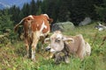 A brown and a white cow in the high grass Royalty Free Stock Photo