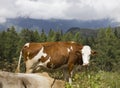 A brown and white cow in the high grass in Motta Royalty Free Stock Photo